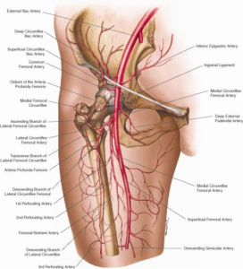femoralartery